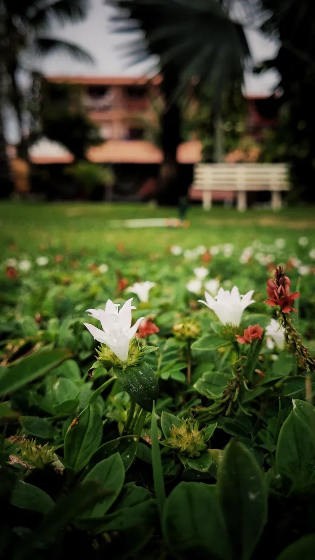 Destaque de pequenas flores brancas e outras vermelhas ainda menores, com um longo jardim verde e arborizado ao fundo, que segue até uma construção já desfocada.