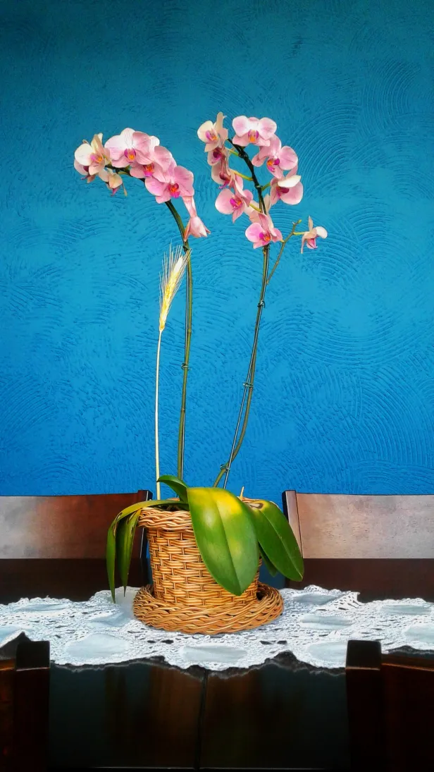 Pequeno vaso de palha com orquídeas rosa sobre uma mesa com toalha de renda branca, em frente a uma parede azul com textura circular.