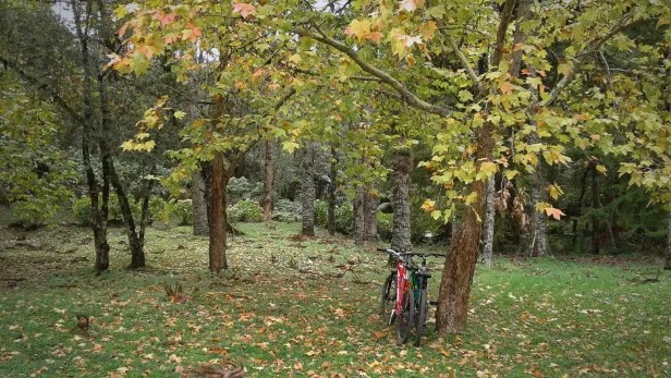 Duas bicicletas encostadas em uma árvore, dentre tantas outras, sobre o gramado cheio de folhas do outono.