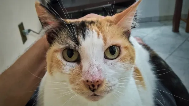 Gata branca com detalhes em preto e laranja. Olhos direto para a câmera. Nariz pintado com pequenos sinais pretos.