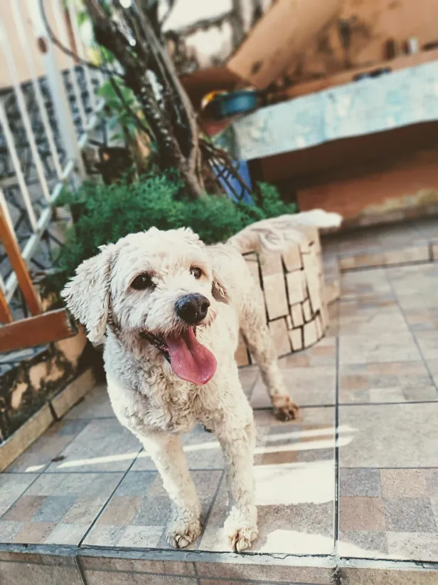 Poodle de pelo claro com a língua para fora em um quintal de piso de cerâmica.