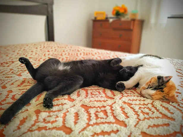 Gata preta dorme de barriga para cima e patas abertas, encostada em uma gata branca com detalhes laranja e preto, sobre uma cama com colcha de crochê laranja.