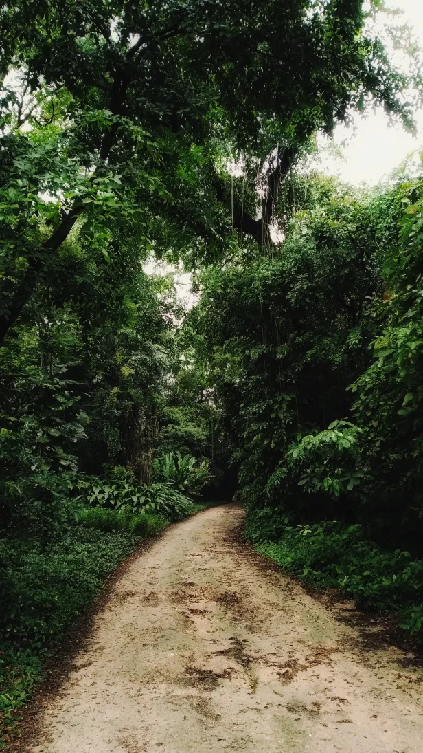 Trilha de barro com vegetação verde e densa em volta.