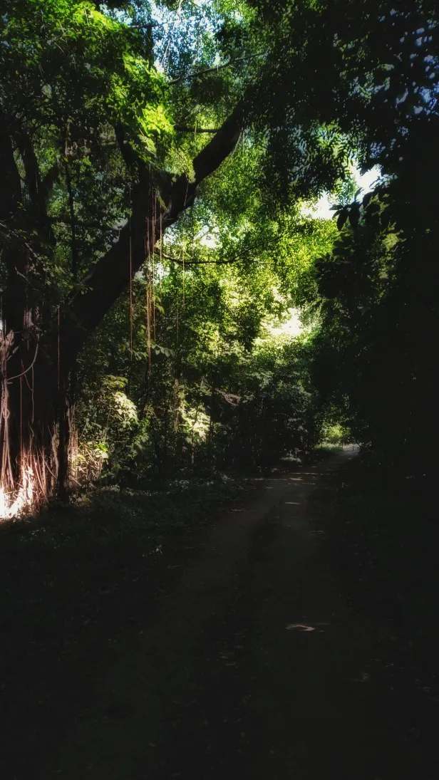 Trilha de barro às sombras, coberta por vegetação densa, por onde passam raios de sol.
