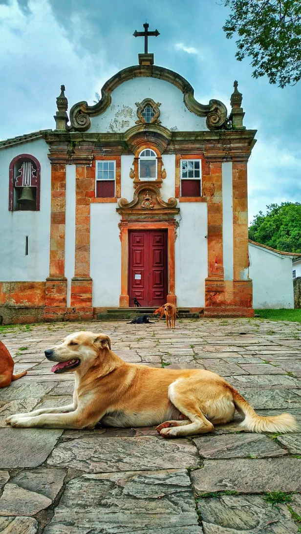 Cachorro caramelo deitado em um chão de pedras em frente a uma igreja colonial de portas fechadas. Com atenção, nota-se outros cinco cachorros ao longo.
