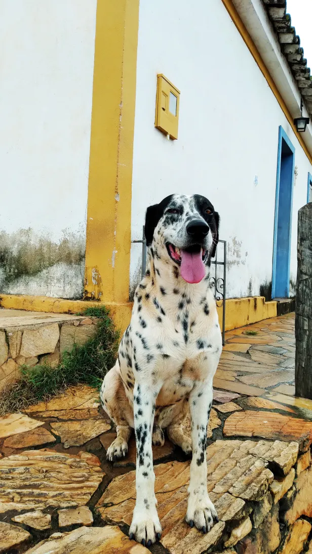 Cachorro branco com pintas pretas posa com a língua de fora em uma varanda de pedras amareladas.