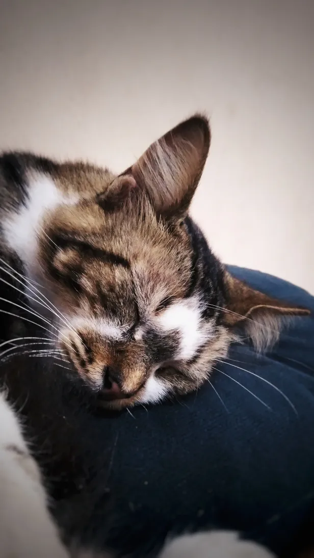 Gato mesclado dorme com a cabeça em algum tipo de almofada.