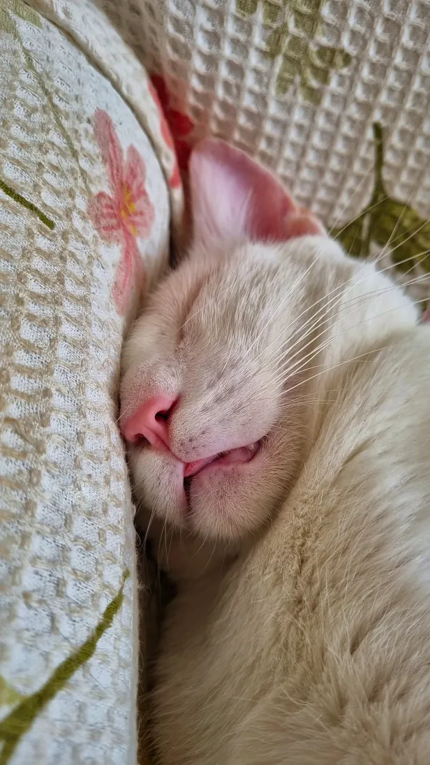 Gato branco dorme com a cabeça espremida contra um tecido. Na boca quase fechada, a língua à mostra é no mesmo rosado do nariz e orelha.