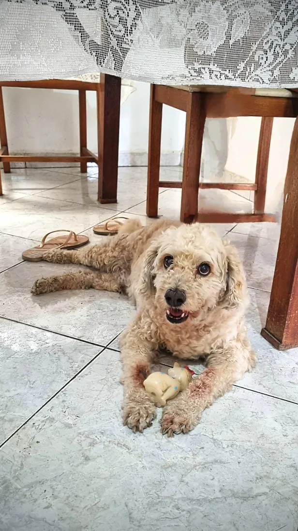 Poodle de pelo claro posa para foto deitado embaixo de uma mesa sobre um piso branco. Entre as patas, um pequeno brinquedo.