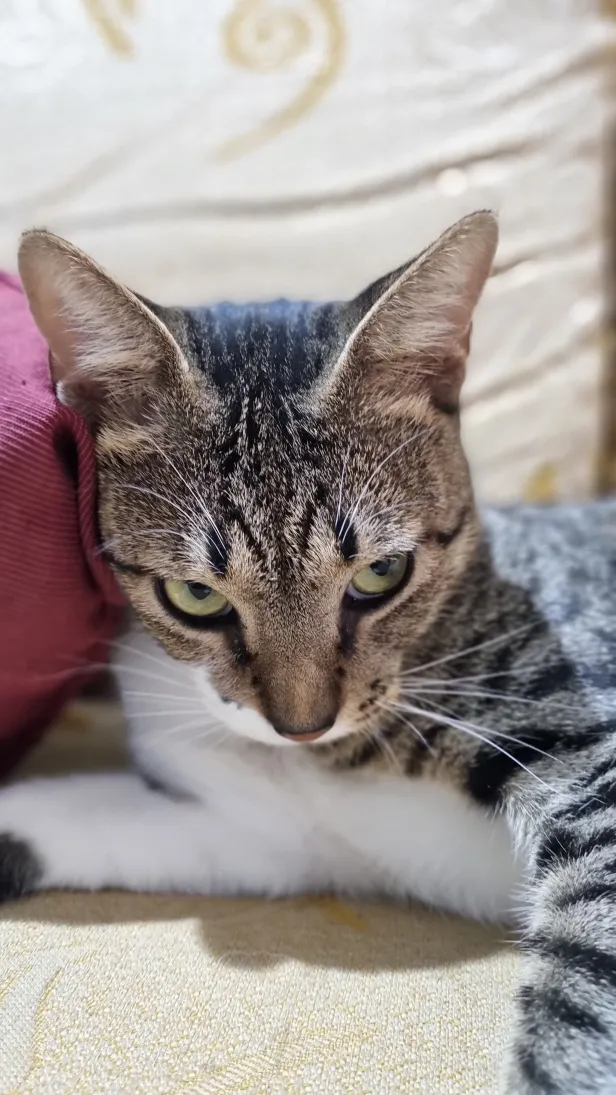 Gato mesclado deitado em um sofá com a cabeça voltada para baixo, mas olhos apontando para cima em direção à foto.