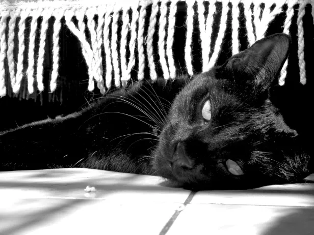 Alto contraste de gata preta deitada em um chão branco.