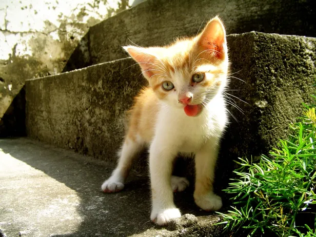 Filhote de gato laranja e branco no degrau de uma escada externa em cimento rústico, posando para a foto com a língua para fora.