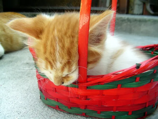 Filhote de gato laranja e branco dentro de uma pequena cesta de palha vermelha e verde, mordendo a lateral da cesta de olhos fechados.