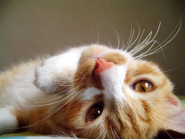 Gato laranja e branco deitado de barriga para cima, com olhos castanhos olhando diretamente para a câmera.