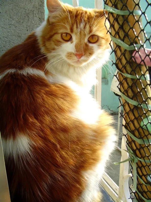 Gato laranja escuro e branco sentado em uma janela gradeada, olhando para atrás em direção à câmera.