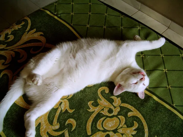Gato branco deitado de barriga para cima em uma colcha com padrões em verde e dourado. As patas de trás para um lado e as da frente, para outro.