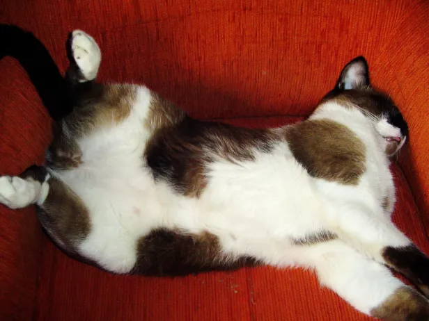 Gato siamês de pelo escuro e barriga branca deitado de barriga para cima em uma poltrona laranja. As patas de trás para um lado e as da frente, para outro.