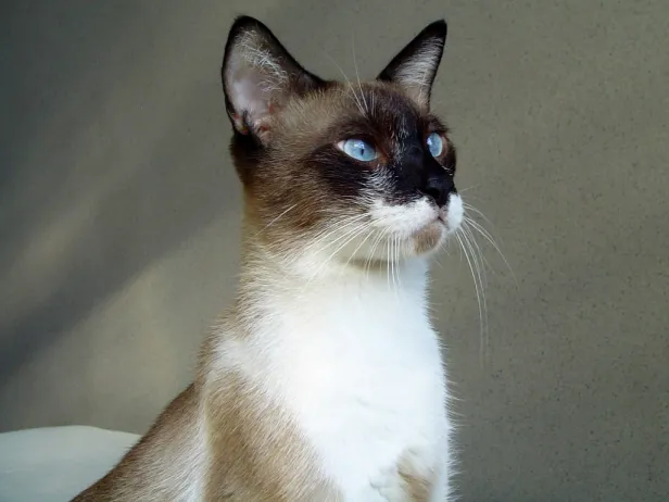 Gato siamês de pelo escuro, peitoral branco e olhos azuis e olhar fixo.