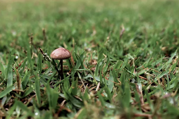 Pequenino cogumelo marrom em meio ao gramado aparado.