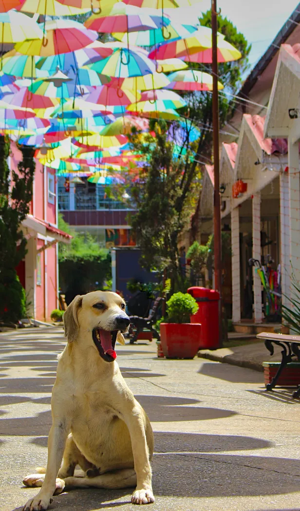 Cachorro bocejando sentado em uma avenida coberta por guarda-chuvas coloridos.