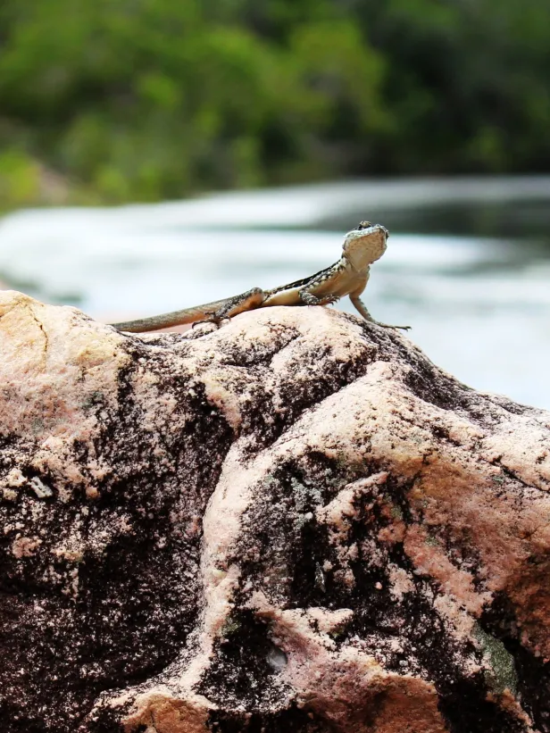 Pequeno lagarto olhando para a câmera, sobre uma rocha levemente rosada. O fundo é tomado por um corpo d'água cercado por vegetação fora de foco.
