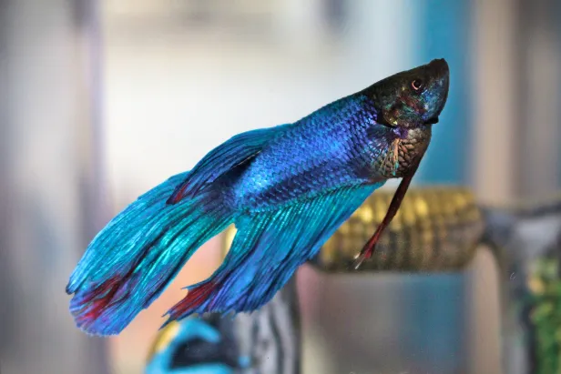 Destaque de perfil de um peixe delta de tom azul bem forte. Desfocado ao fundo, parte de uma ornamentação de aquário.