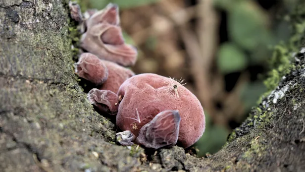 Destaque de fungos com aparência de frutas apodrecidas, vistos bem de perto sobre um tronco esverdeado.