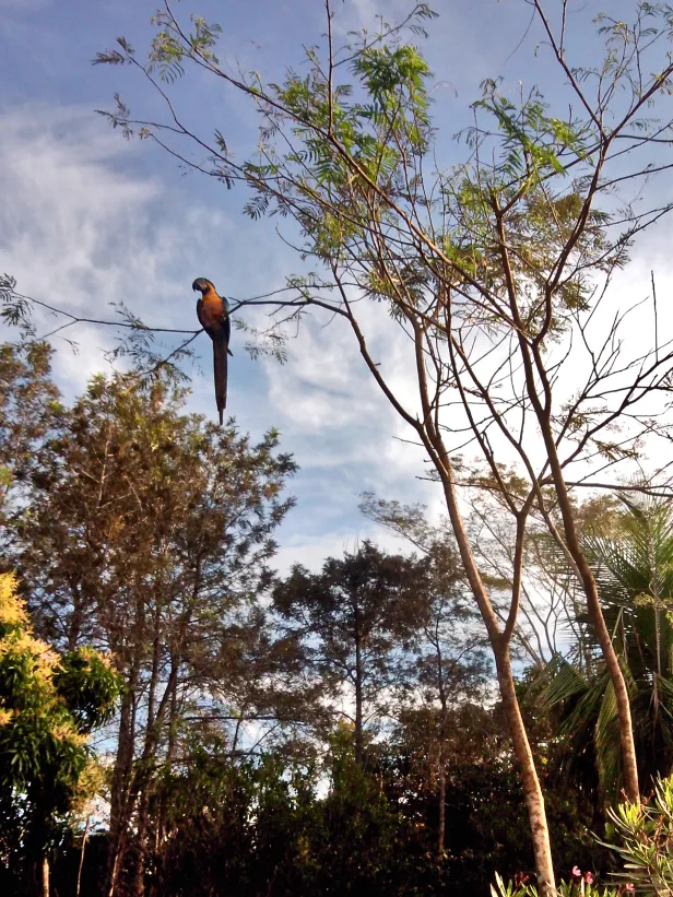 Arara de peito amarelo pousada em uma árvore de galhos finos.