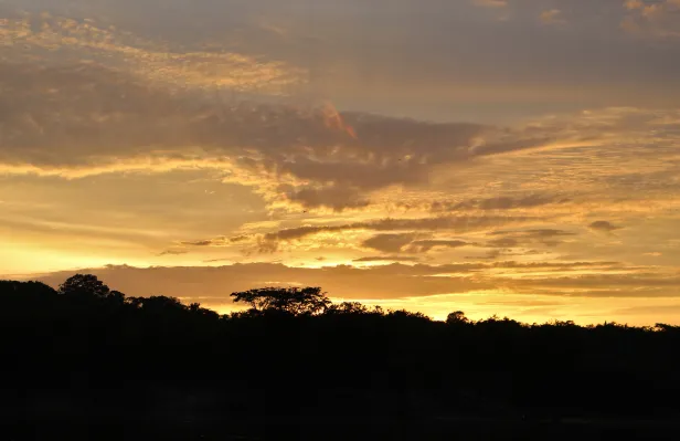 Horizonte com o nascer do Sol em dourado sobre a silhueta da floresta, com a copa de algumas árvores se destacando.