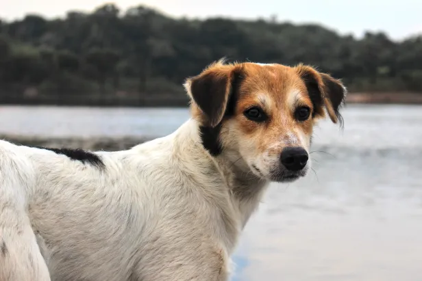 Cachorro branco com focinho marrom olhando para trás em direção à câmera. O corpo d'água ao fundo é cercado por uma floresta densa e alta.