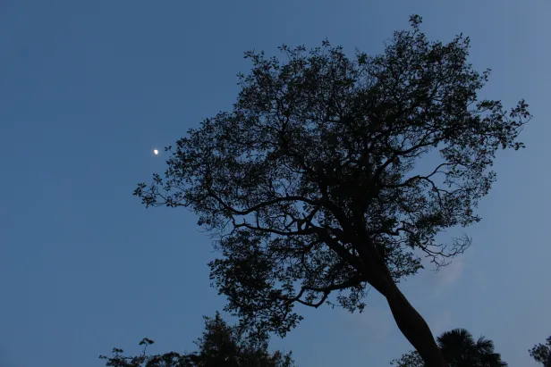 Silhueta de árvore com folhas delicadamente delineadas ao céu do amanhecer ainda escuro. Próximo à copa, a Lua aparece como um pequeno ponto brilhante.
