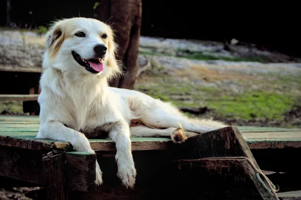 Cachorro de pelo claro, sorrindo com a língua para fora, deitado em um deque de madeira com as patas da frente pendendo em descanso.