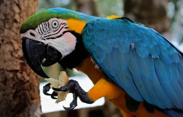Destaque de perto de uma arara azul, com a cara branca, cabeça verde e peito amarelo, levando com a pata de garras notáveis um pedaço de pão até o bico.