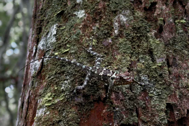 Pequeno calango agarrado a uma árvore de tronco marrom, coberta por musgo.