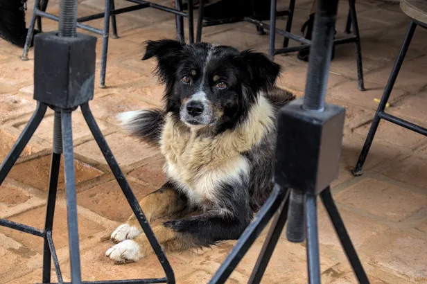 Cachorro de focinho preto e peito branco, deitado em um chão rústico, olhando para a câmera por entre as pernas de ferro da mobília.