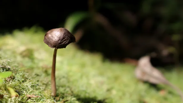 Destaque de um cogumelo marrom de caule bem fino, visto bem de perto em um solo de musgo bem iluminado.
