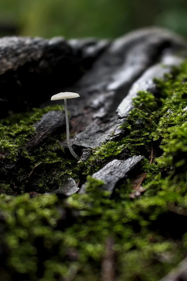 Pequeno e frágil cogumelo em formato de guarda-chuva, com caule bem fino, em meio a rochas molhadas e muito musgo.