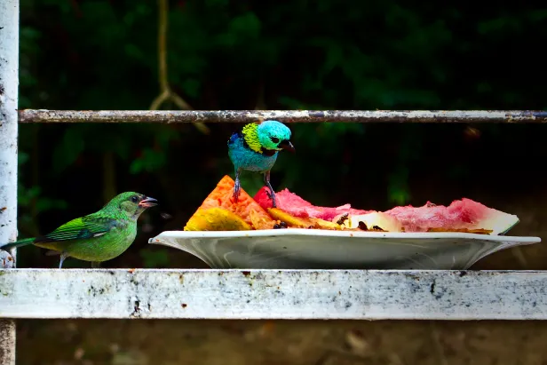 Passarinhos de cores mescladas entre verde e azul se alimentam de frutas em um prato.